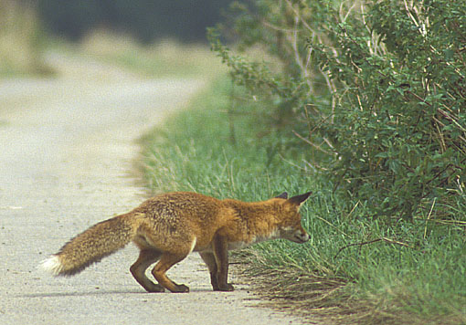 quels animaux herbivores