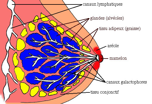 Le cancer du sein