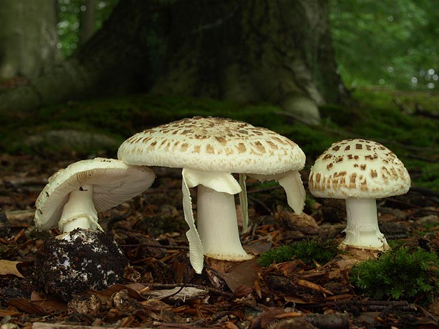 Amanita citrina