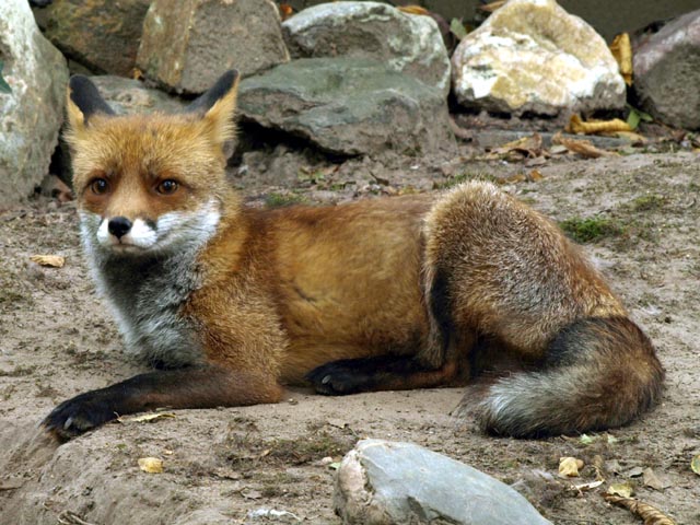 renard au repos