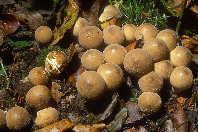 Lycoperdon pyriforme