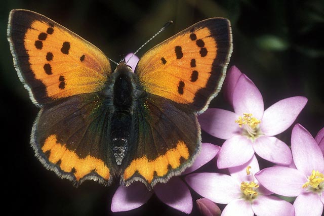 Lycaena phlaeas