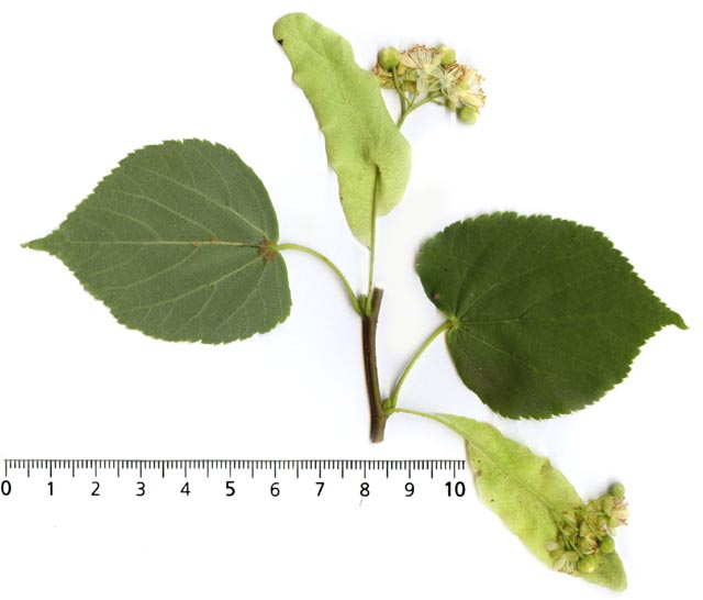 Tilia cordata