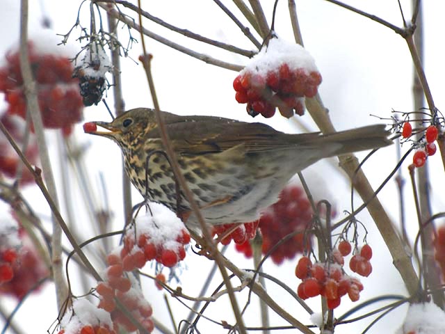 Turdus philomelos