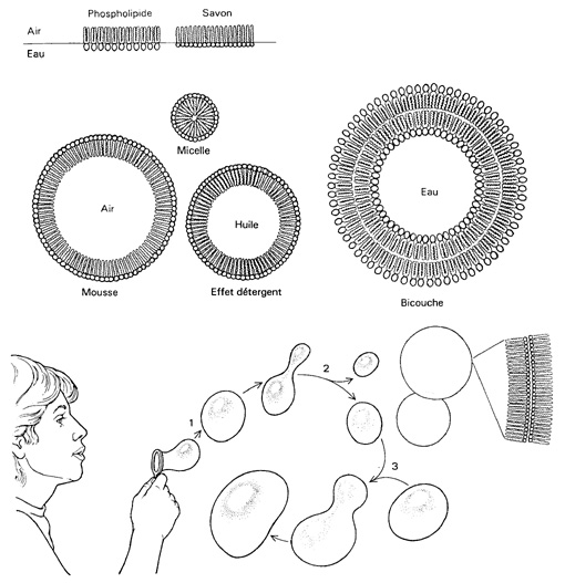 La membrane plasmique