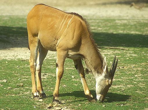 exemple de ruminants