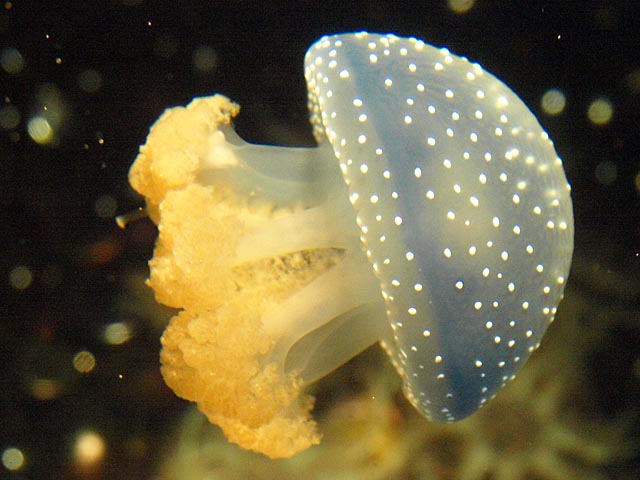 Méduse constellée - Encyclopédie des espèces - Aquarium La Rochelle