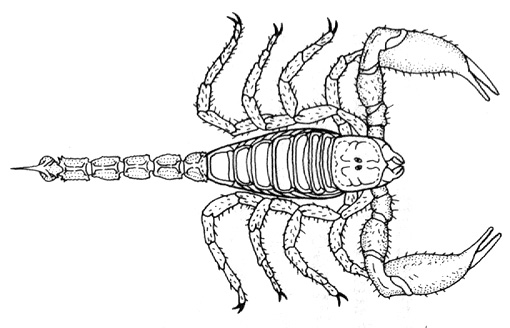 Scorpion mâle datant Scorpion femelle