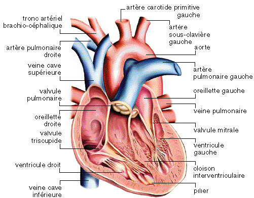 Valve tricuspide : définition, schéma, rôle dans le coeur