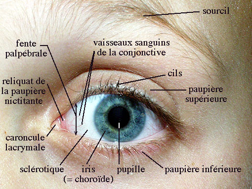 Des gouttes oculaires capables de corriger la réfraction